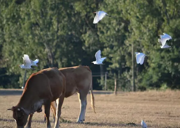 Дом отдыха Fermette 3 Etoiles, Proche Du Mans, Jusqu'a 14 Personnes - Fr-1-410-488 *